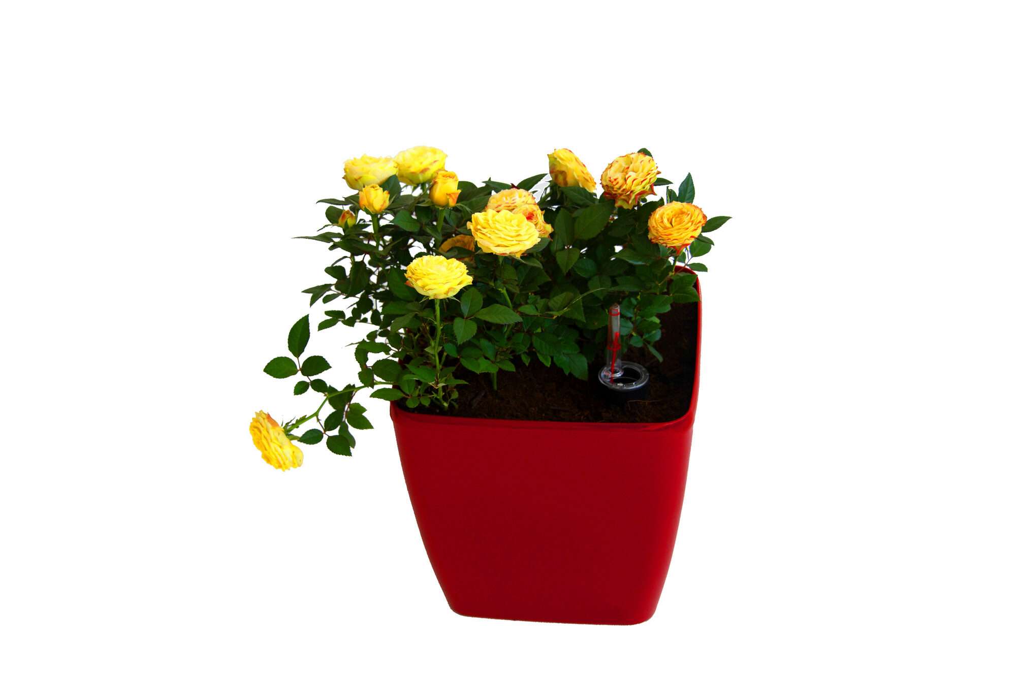 Image du produit : Pot de plante auto-irriguant QUADRATO - 24cm x 24cm x 25cm